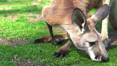 Especies-Animales-Nativas-Australianas,-Primer-Plano-De-Un-Canguro-Forrajeando-En-Pastos-Verdes,-Comiendo-Hierba-Fresca-En-La-Naturaleza