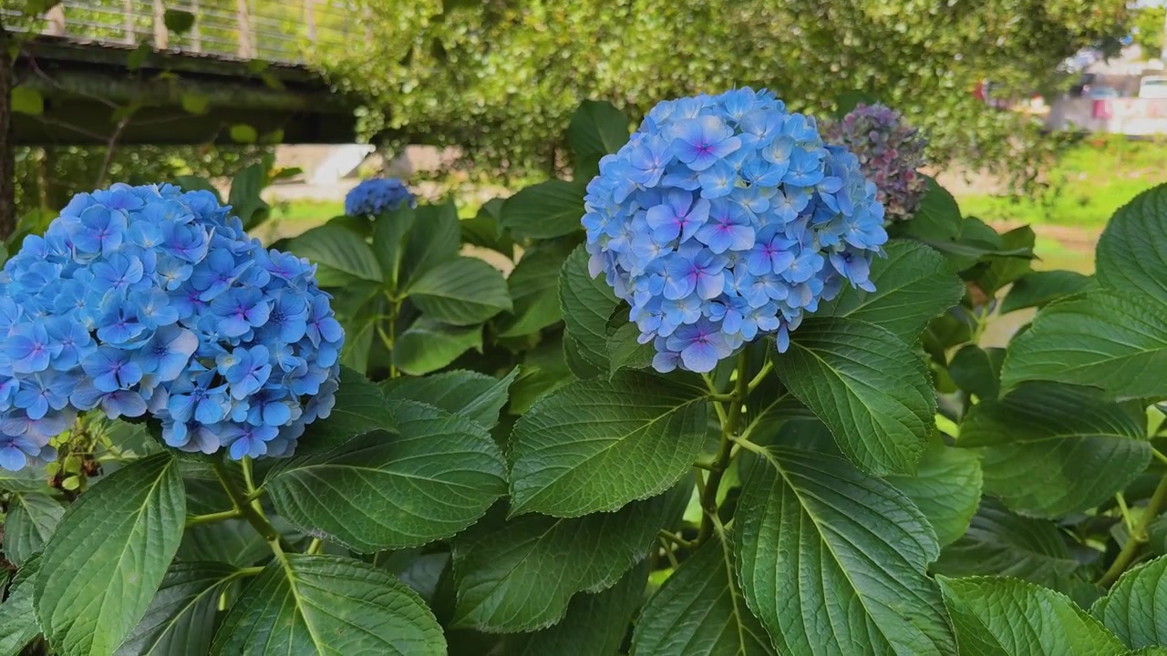 Cabezas de flores de hortensia floreciendo. El follaje exuberante y los pétalos detallados llenan el primer plano, con una pasarela peatonal elegante y moderna al fondo