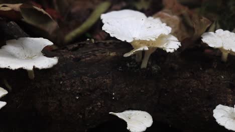 white flower shaped mushroom growing out of fallen tree branch