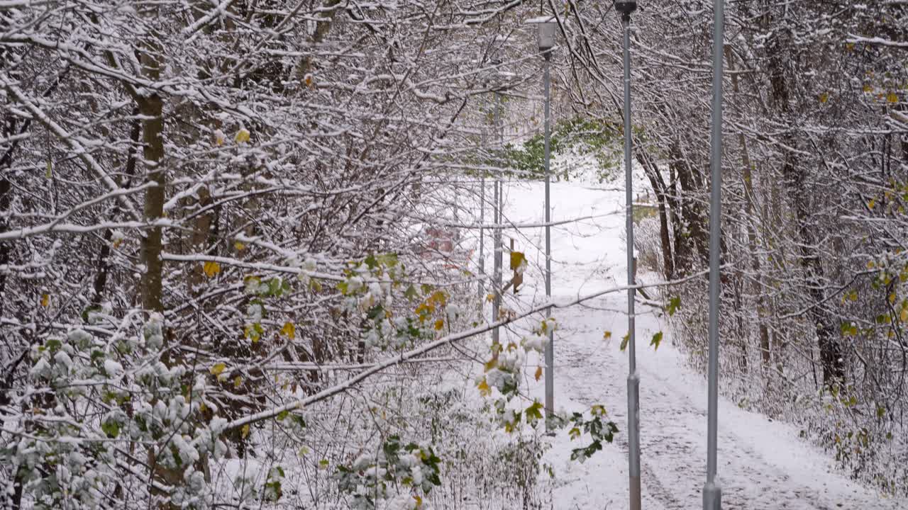 Snowy path in the forest with trees during the day in winter, pan shot, wide