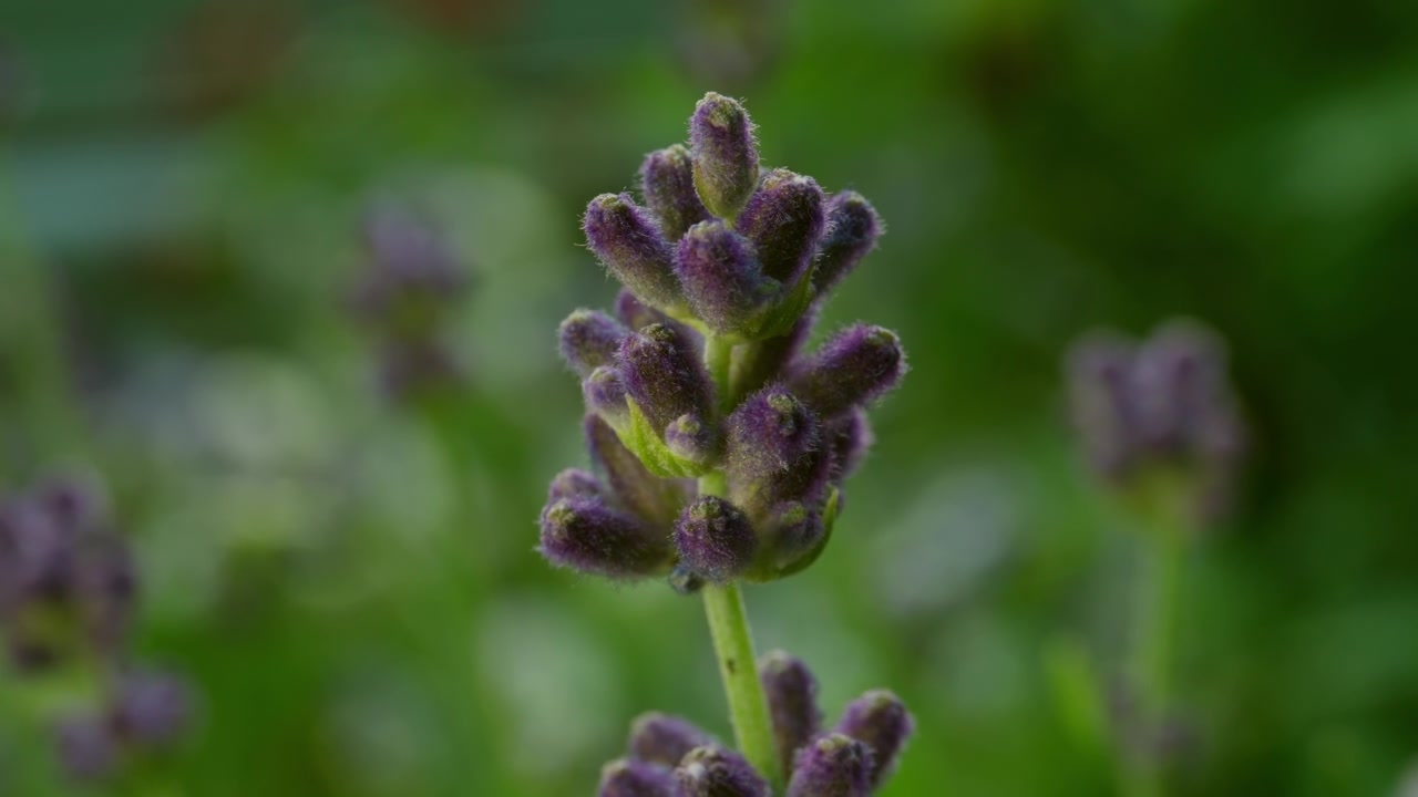 English Lavender Flower Spike With Purple Blooms Against Soft Bokeh Background. Selective Focus Shot