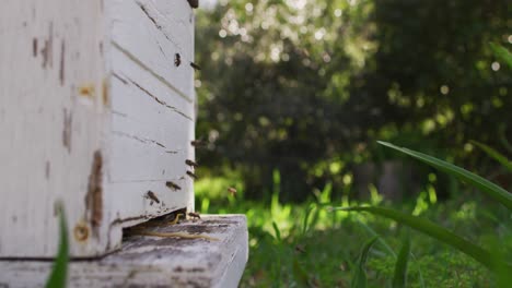 close up of bees flying around beehive on sunny day