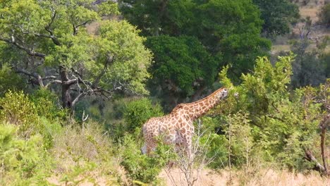 jirafa solitaria caminando tranquilamente a través de la vegetación típica del parque nacional kruger en sudáfrica