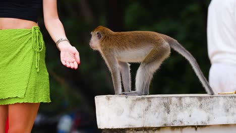 monkey observes people at krabi beach