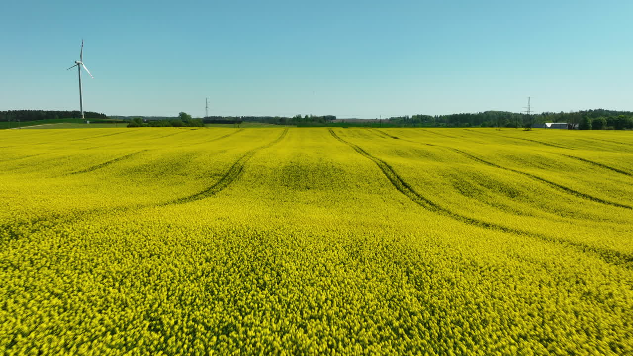 vista aérea de cerca de un campo de colza en plena floración