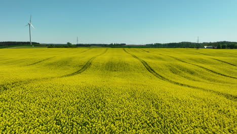 close-up aerial view of a rapeseed field in full bloom