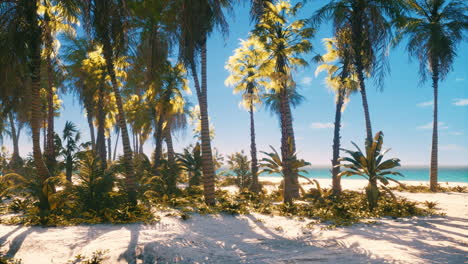tropical beach with coconut palm tree
