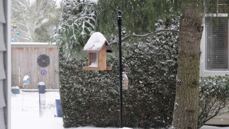 small bird tries to stay warm in the snow
