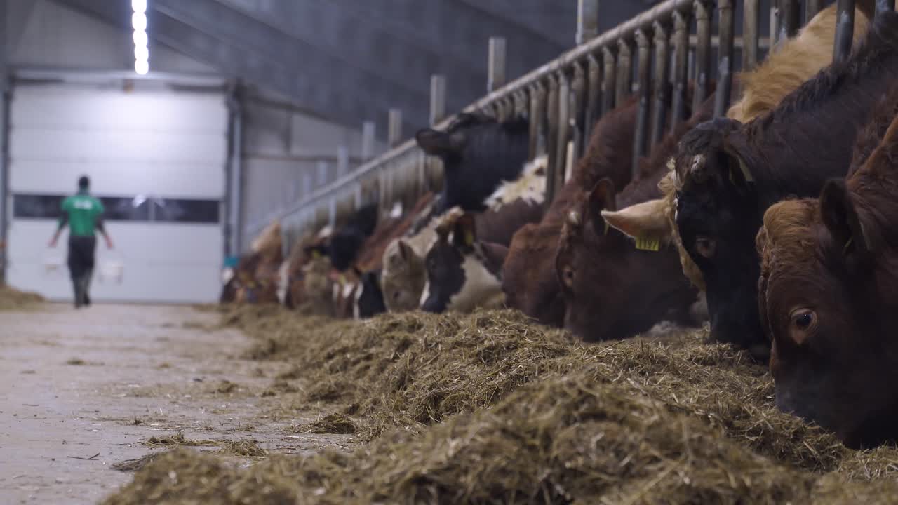Row of norwegian red cows eating hay in a cowshed