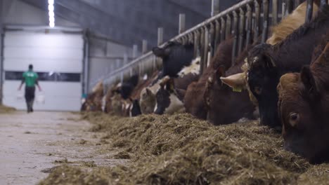 row of norwegian red cows eating hay in a cowshed