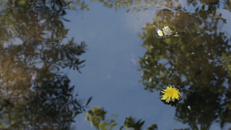 Zeitlupenaufnahme-Eines-Baches-Mit-Himmel-Und-Bäumen,-Die-Sich-Im-Wasser-Spiegeln