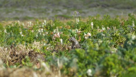 Squirrel-chipmunk-standing-up-talking-and-looking-over-the-grass