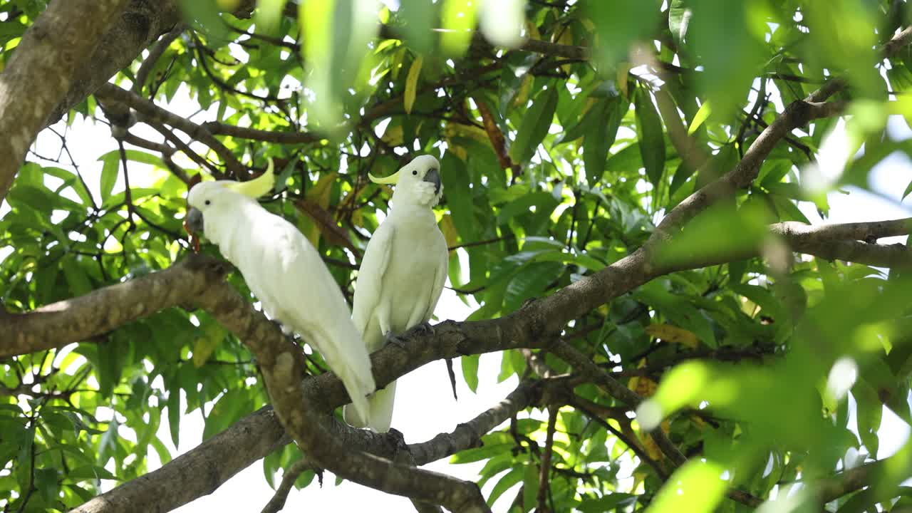 dos cacatúas interactúan en un árbol exuberante