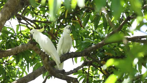 two cockatoos interact in a lush tree