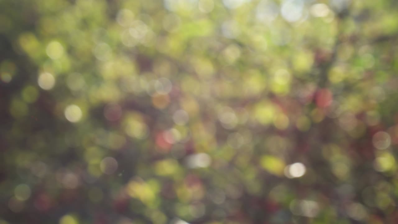 fondo de resorte abstracto con bokeh