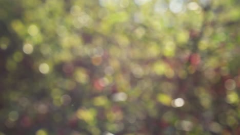 Abstract spring background with bokeh