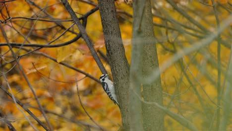 Pájaro-Carpintero-Peludo-Martillando-El-Tronco-De-Un-árbol-En-Un-Colorido-Bosque-Otoñal