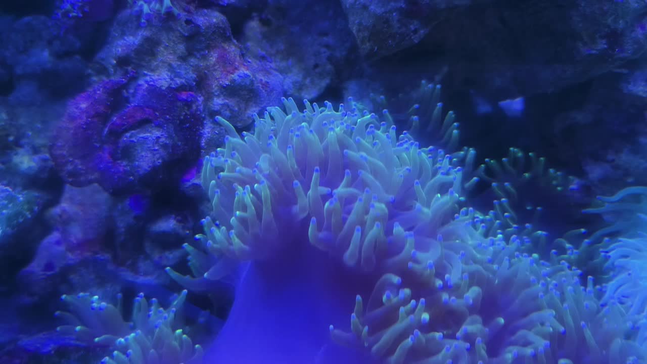 Anemoni di corallo sottomarini vivaci
