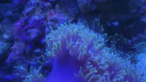 vibrant underwater coral anemones