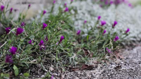 Einige-Aufnahmen,-Die-In-Breganze,-Venetien,-Italien,-Während-Eines-Nachmittagsspaziergangs-Aufgenommen-Wurden-Und-Einige-Violette-Blumen-Zeigen