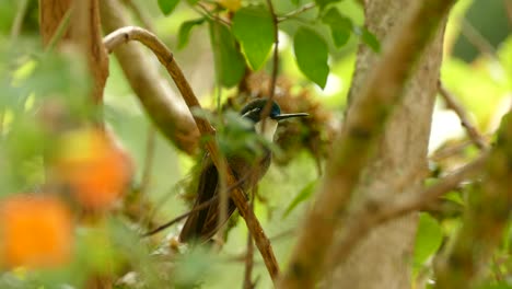 Tropical-bird-sitting-on-a-branch-in-a-rain-forest-hidden-behind-the-branches