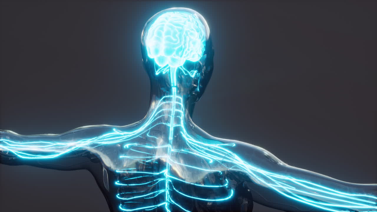 anatomia del cervello umano per il concetto medico