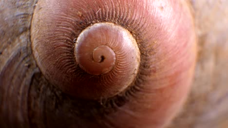 snails macro shot