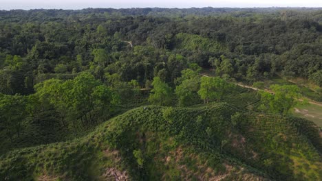 Establishing-shot-of-a-couple-standing-in-the-middle-of-a-tea-plantation-in-Sylhet