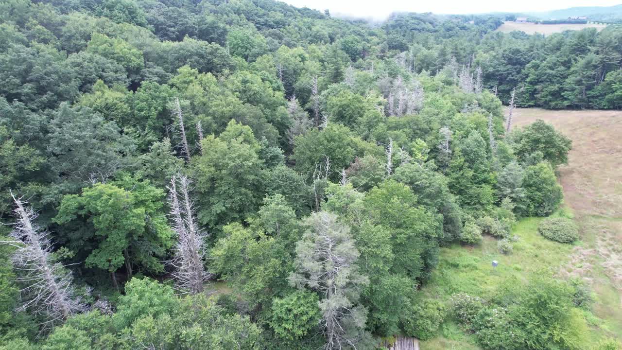 블루 리지 산맥 (blue ridge mountains) 의 꼭대기 (crest) 에 있는 죽은 나무들, 노스 캐롤라이나 주 브로잉 록 (blowing rock) 근처에 있는 헤임록스 (hemlocks)