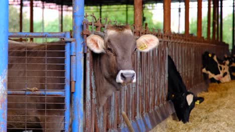 Turquía,-En-La-Granja-De-Vacas,-Vacas-Comiendo,-Ordeñando-Vacas,-Ordeño,-Leche