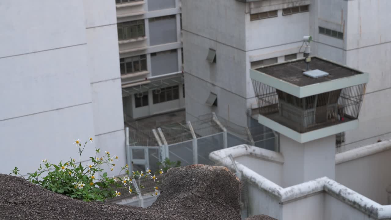 se ven flores cerca del centro de detención y recepción correccional masculina mientras se ve una torre de vigilancia de seguridad en el fondo en hong kong