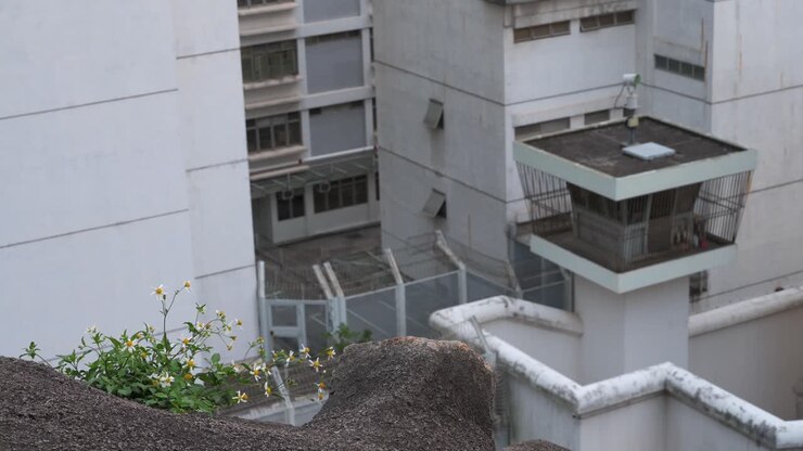 Fiori sono visibili vicino al centro di accoglienza e detenzione correzionale maschile, con una torre di guardia di sicurezza sullo sfondo a Hong Kong