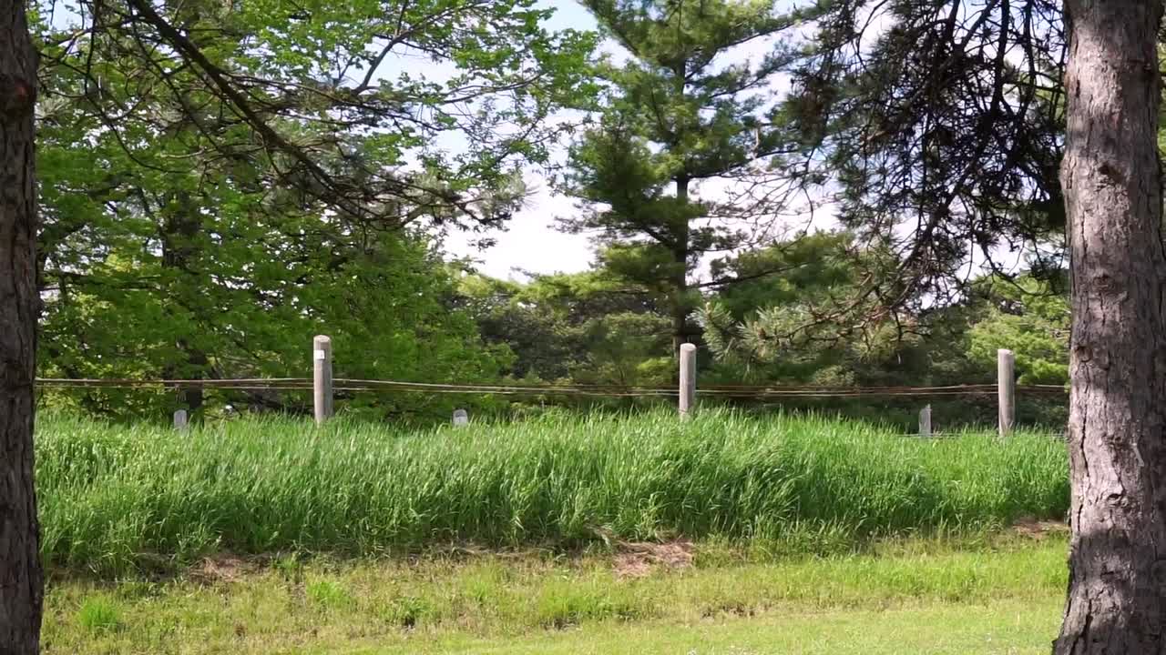 두 나무 사이의 길