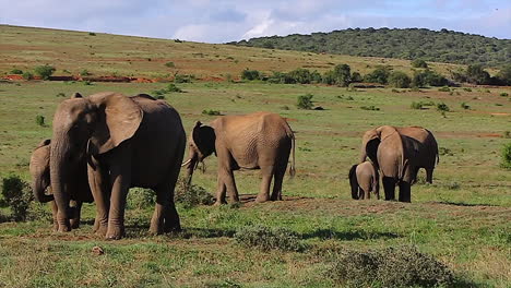 elephant herd grazing on open african plains