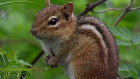 Primer-Plano-De-Una-Pequeña-Y-Linda-Ardilla-Listada-Entre-Las-Ramas-De-Un-Arbusto-Verde