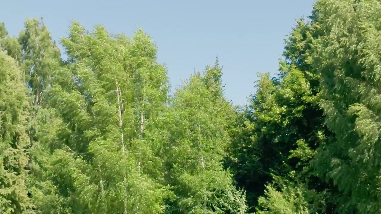 Vue en contre-plongée montrant des cimes d'arbres tremblant dans une forte tempête de vent sous un ciel d'été lumineux, illustrant des conditions météorologiques dynamiques dans un paysage de campagne rurale.