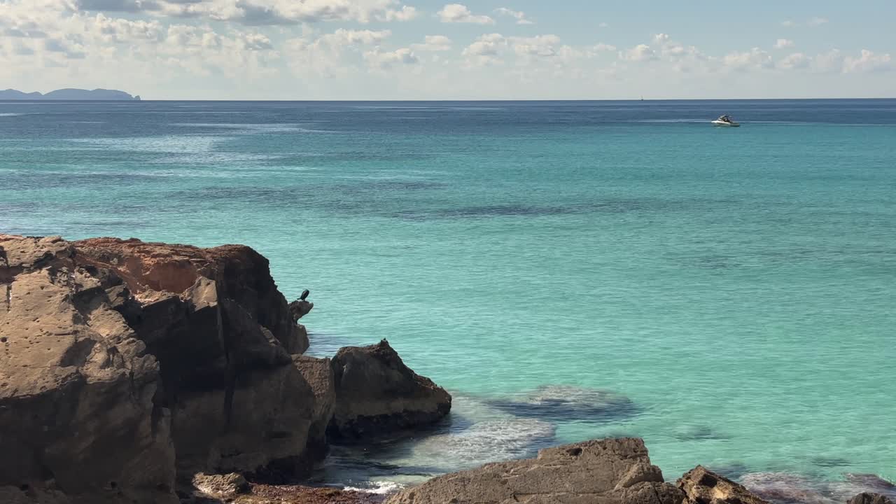 Un merlo appollaiato su rocce illuminate dal sole, presso le acque turchesi della spiaggia di Cala Ses Covetes a Maiorca, in Spagna