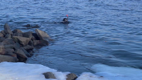 underwater diver swims near icy river bank. scuba diver in winter river.