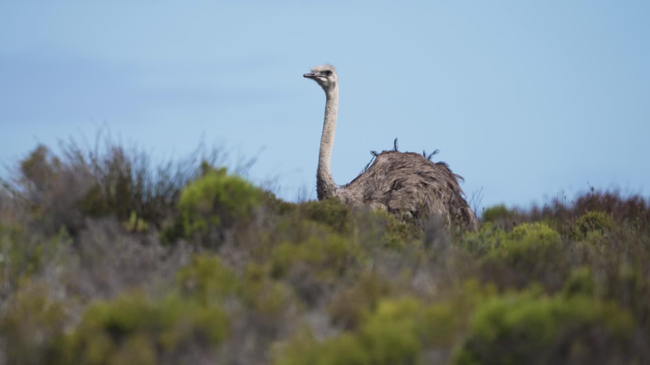 avestruz soltera pastando entre los fynbos en condiciones de viento