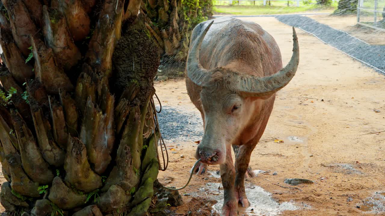 A rare pink albino water buffalo is washed by tourists during an interactive 'Buffalo Washing' experience, a unique and fun family activity offered at the JW Marriott Khao Lak's resort farm