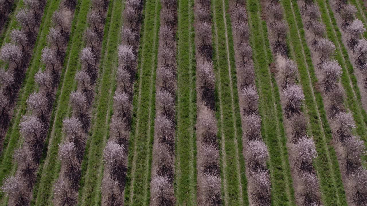 Ripresa aerea dall'alto di filari di mandorli in piena fioritura in Portogallo