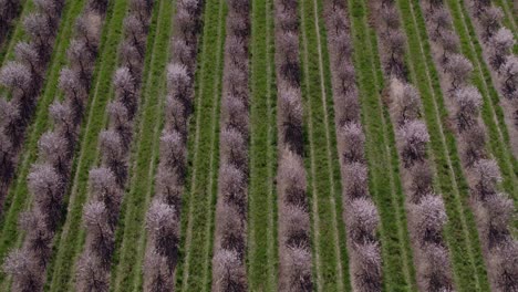 top down shot of rows of almond trees in full bloom at portugal, aerial