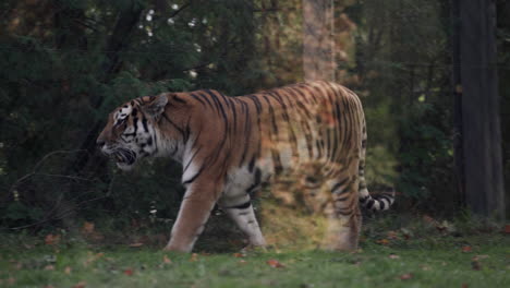 Siberian-Tiger---Amur-Tiger-Walking-Inside-The-Cage-Seen-Behind-The-Glass-Wall-Of-Granby-Zoo-In-Quebec,-Canada