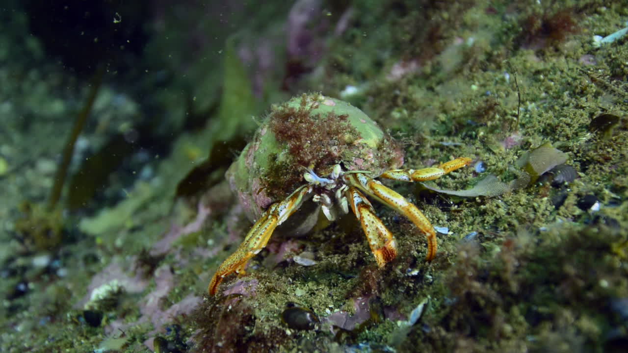 Hermit crab working hard for food in Perc&eacute;, Qu&eacute;bec, Canada