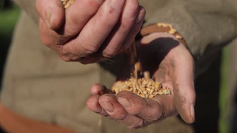 el agricultor inspecciona su cosecha con las manos sosteniendo semillas maduras de trigo.