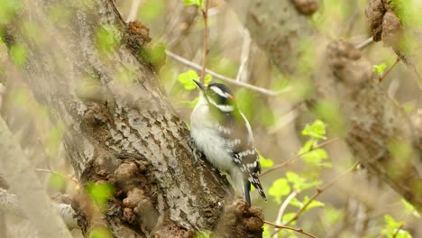 cerca de downy woodpecker en el tronco de un árbol bosque verde vegetación natural