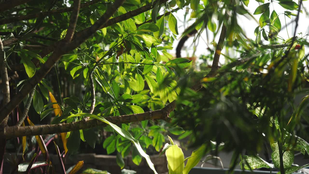 primer plano de hojas y ramas verdes exuberantes