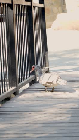 A delightful duck strolls along a wooden path, basking in the sunlight while discovering its surroundings. The tranquil ambiance invites peaceful exploration in this urban oasis