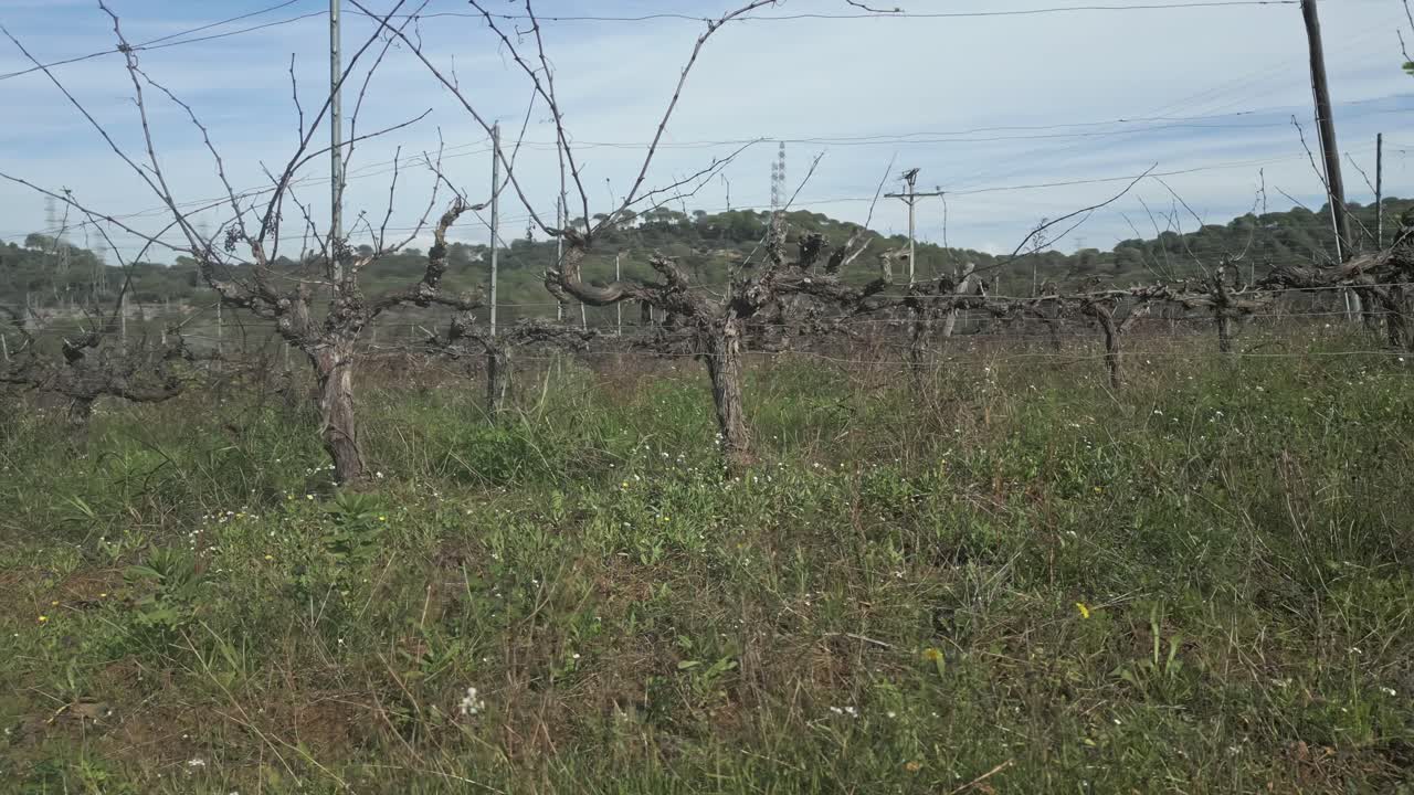 Winter vineyard revealing bare vines stretching across agricultural landscape, dormant branches promising future growth under serene blue sky with distant horizon