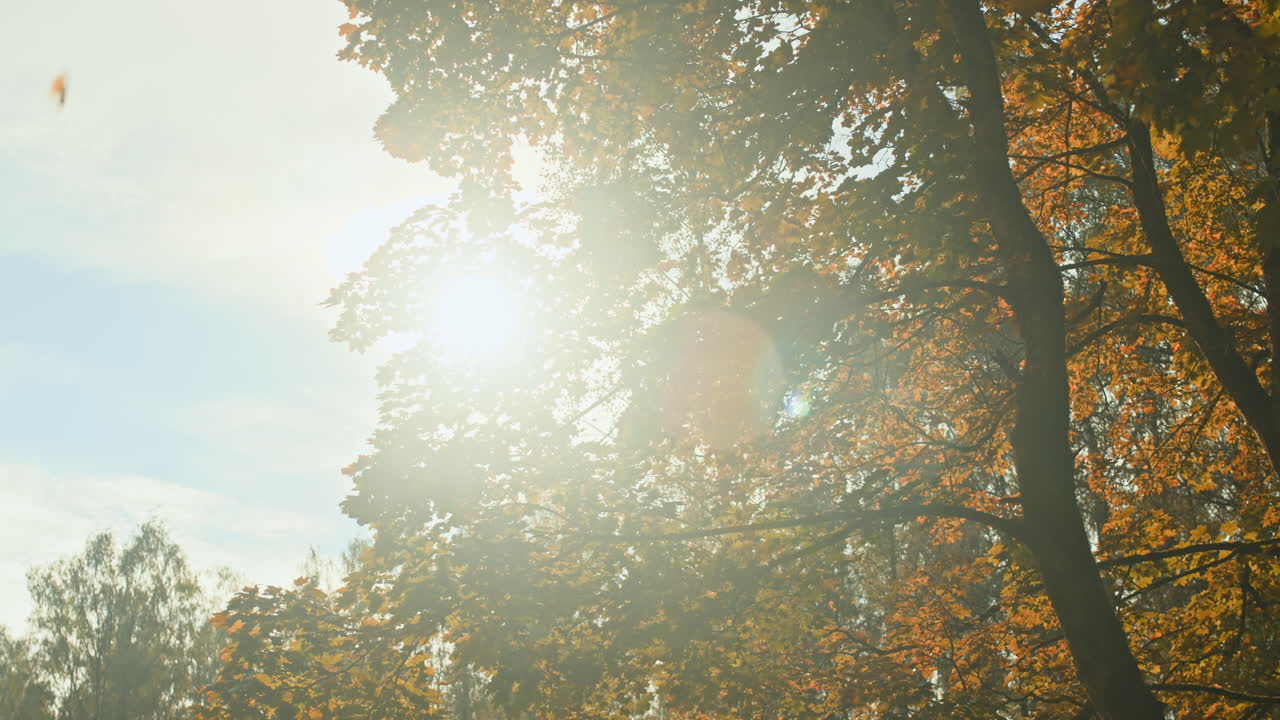 осенний солнечный свет сквозь деревья